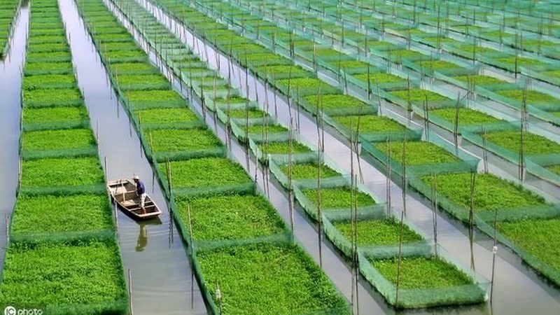 粮食种植种子成本一亩多少钱