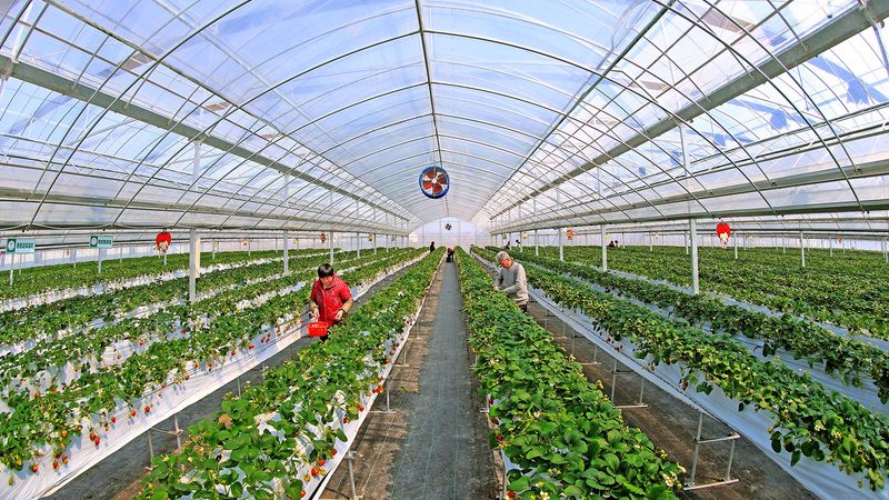 粮食种植公司报价：如何精准把握成本与效益