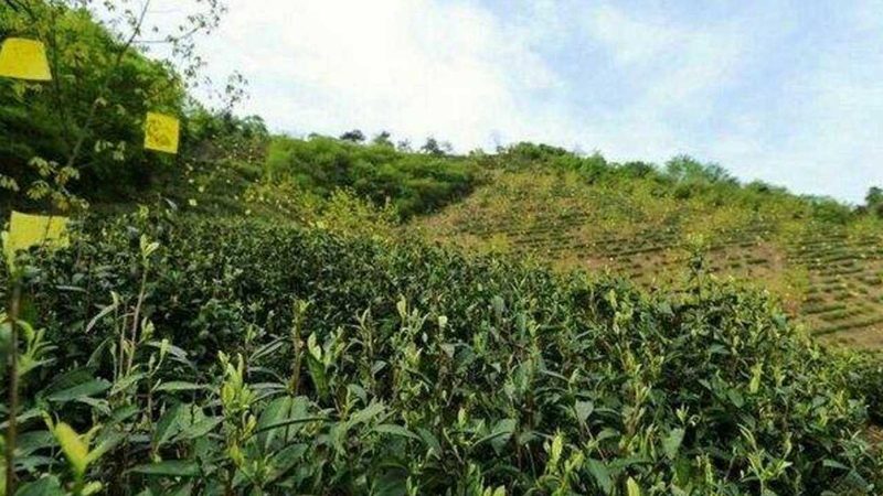 蔬菜配送：利润空间解析与市场洞察