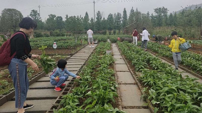 绿色食品与有机认证：品质与标准的双重保障