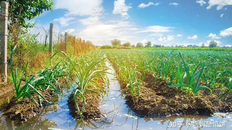 设施农业大棚配件：揭秘其背后的技术秘密**