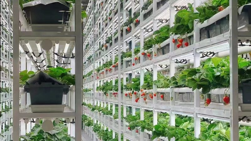 农产品运输包材定制注意事项