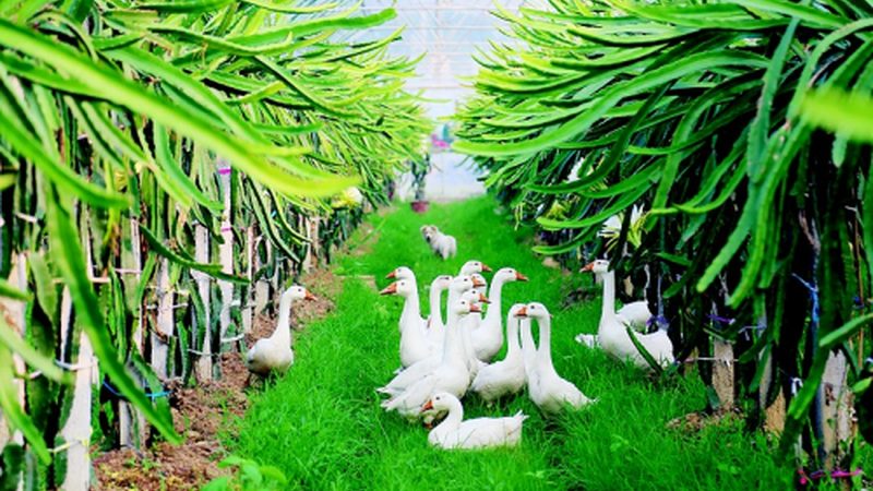 水果种植加盟代理模式解析：模式区别与选择要点